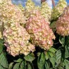 Hortenzija, skarainā ,,Metallica,, ("Renmeta") /Hydrangea paniculata/ - C3 kont.