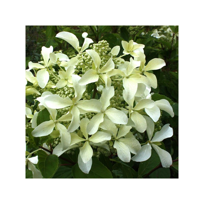 Hortenzija, skarainā ,,Star Rose,, /Hydrangea paniculata/ - C3 kont.