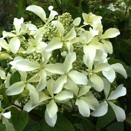 Hortenzija, skarainā ,,Star Rose,, /Hydrangea paniculata/ - C3 kont.