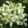 Hortenzija, skarainā ,,Star Rose,, /Hydrangea paniculata/ - C3 kont.