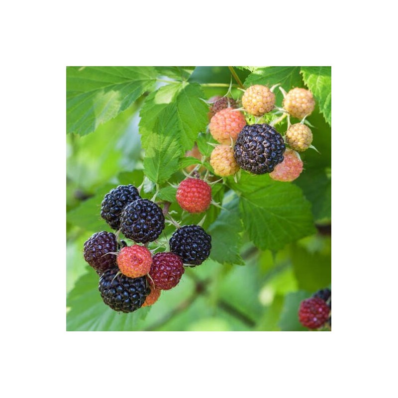 Avene, vasaras "Black Jewel" /rubus occidentalis/ - P12 kont.