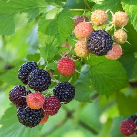 Avene, vasaras "Black Jewel" /rubus occidentalis/ - P12 kont.