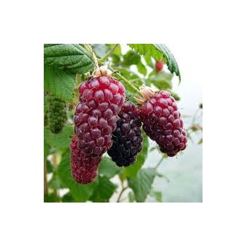 Avenes/kazenes hibrīds "Buckingham Tayberry" /rubus/ - P12 kont.