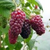 Avenes/kazenes hibrīds "Buckingham Tayberry" /rubus/ - P12 kont.