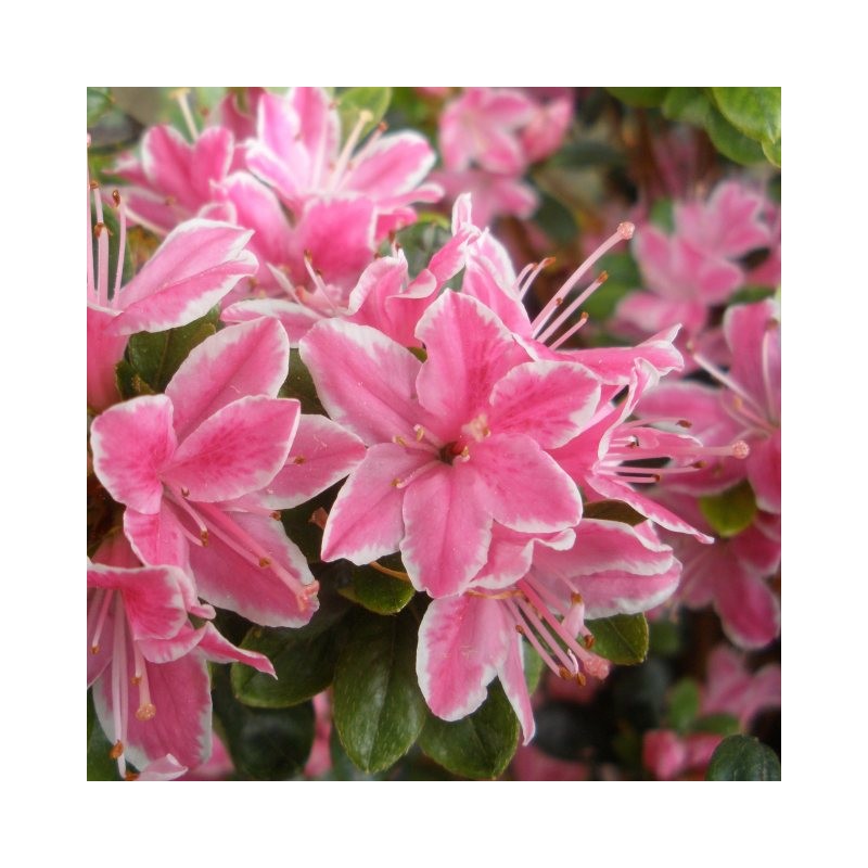 Acālija, Japānas 'Kermesina Rosea' /Azalea japonica/ - P10.5 kont.