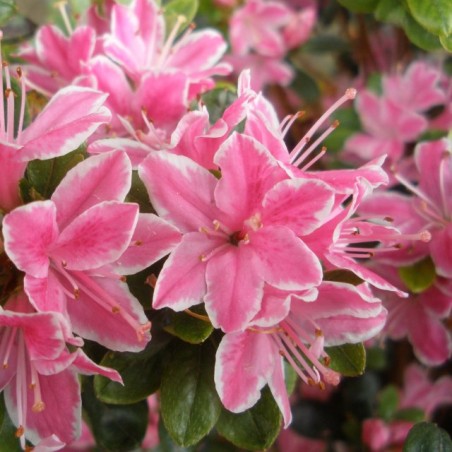 Japānas acālija 'Kermesina Rosea' /Azalea japonica/ - P10.5 kont.