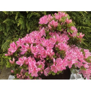 Japānas acālija 'Kermesina Rosea' /Azalea japonica/ - P10.5 kont.