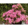 Acālija, Japānas 'Kermesina Rosea' /Azalea japonica/ - P10.5 kont.