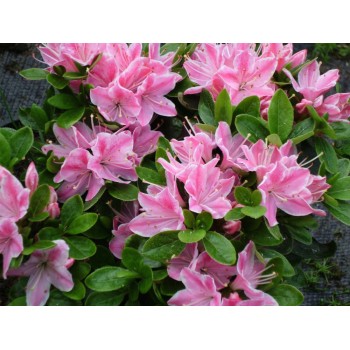 Acālija, Japānas 'Kermesina Rosea' /Azalea japonica/ - P10.5 kont.