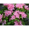 Acālija, Japānas 'Kermesina Rosea' /Azalea japonica/ - P10.5 kont.