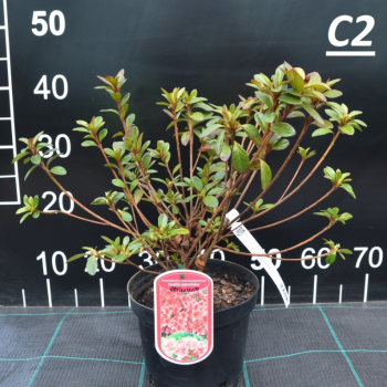 Acālija, Japānas 'Kermesina Rosea' /Azalea japonica/ - P10.5 kont.