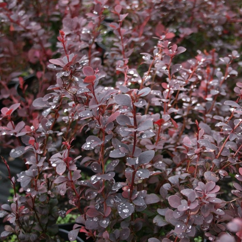 Bārbele, Tunberga "Chocolate summer" /berberis thunbergii/ - P9 kont.