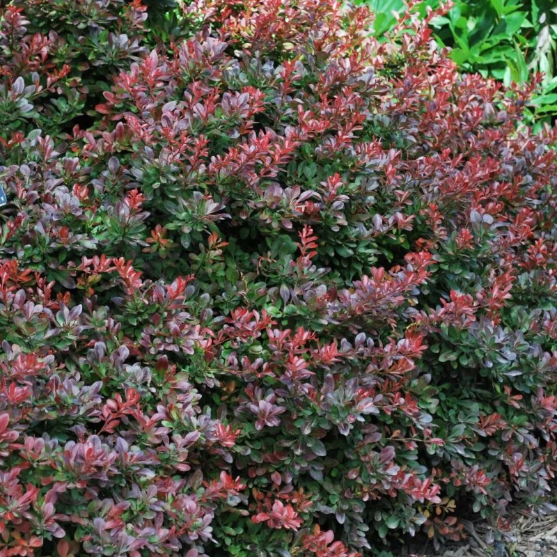 Tunberga bārbele "Atropurpurea Nana" /berberis thunbergii/ - P9 kont.