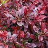 Tunberga bārbele "Atropurpurea Nana" /berberis thunbergii/ - C2 kont.