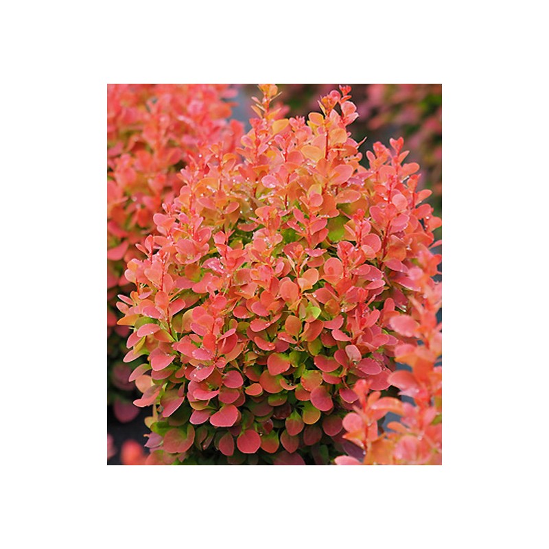 Tunberga bārbele "Florence" /berberis thunbergii/ P9 Kont.