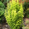 Tunberga bārbele "Golden Tower" /berberis thunbergii/ - P9 Kont.