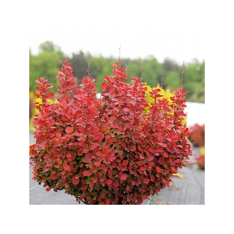 Tunberga bārbele "Orange Tower" /berberis thunbergii/ - C1.5 Kont.