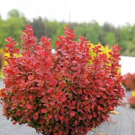 Tunberga bārbele "Orange Tower" /berberis thunbergii/ - C1.5 Kont.