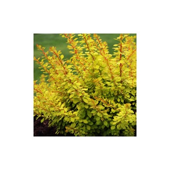 Bārbele, Tunberga "Golden Carpet" /berberis thunbergii/ - C1.5 Kont.