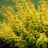 Bārbele, Tunberga "Golden Carpet" /berberis thunbergii/ - C1.5 Kont.