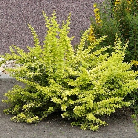 Bārbele, Tunberga "Golden Carpet" /berberis thunbergii/ - C1.5 Kont.