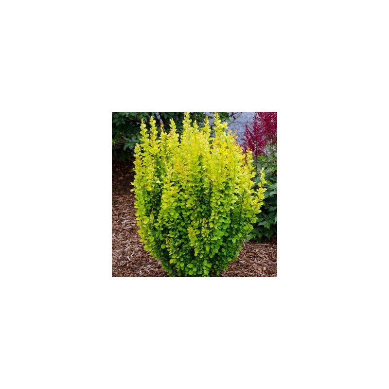 Bārbele, Tunberga "Golden Rocket" /berberis thunbergii/ - C1.5 Kont.