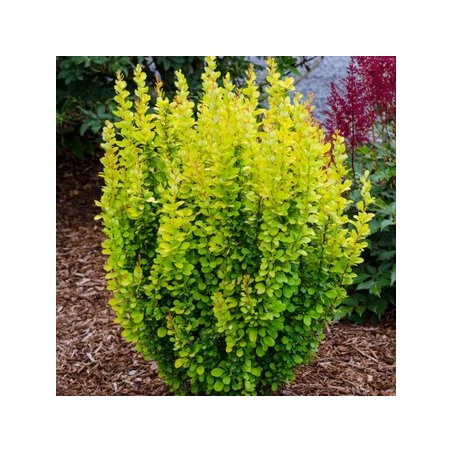 Bārbele, Tunberga "Golden Rocket" /berberis thunbergii/ - C1.5 Kont.