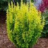 Bārbele, Tunberga "Golden Rocket" /berberis thunbergii/ - C1.5 Kont.