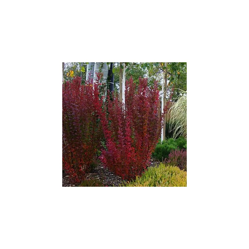 Bārbele, Tunberga "Red Pillar" /berberis thunbergii/ - C2 Kont.