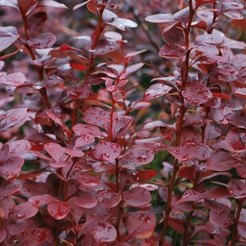 Bārbele, Tunberga "Red Pillar" /berberis thunbergii/ - C2 Kont.