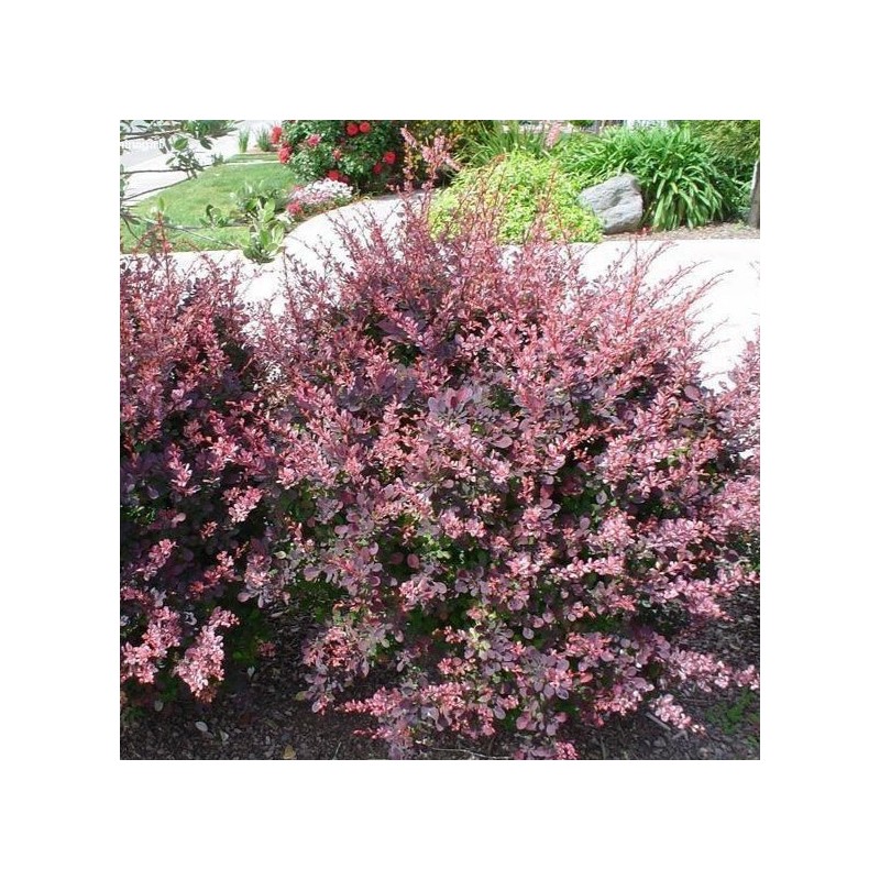 Bārbele, Tunberga "Rose Glow" /berberis thunbergii/ C2 kont.