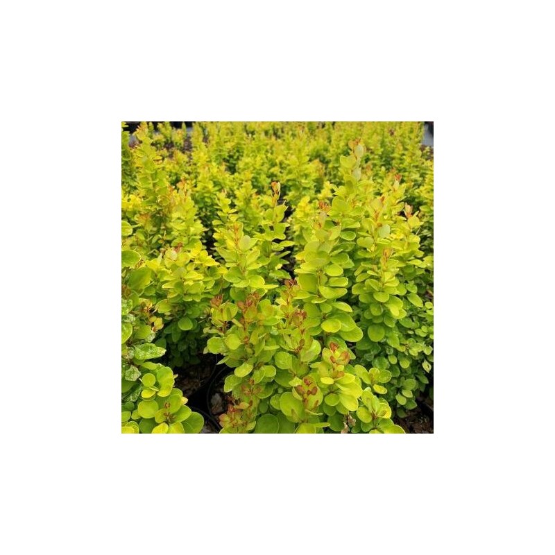 Bārbele, Tunberga "Neon Gold" /berberis thunbergii/ - P9 kont.