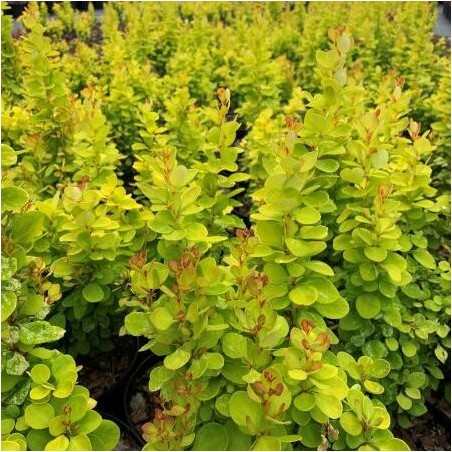 Bārbele, Tunberga "Neon Gold" /berberis thunbergii/ - P9 kont.