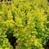 Bārbele, Tunberga "Neon Gold" /berberis thunbergii/ - P9 kont.