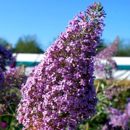 Budleja, Dāvida ,,Gulliver,, /Buddleja davidii/- P9 kont.