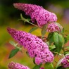 Budleja dāvida,, Pink Delight,,/Buddleja davidii/- P9 kont.