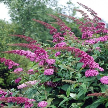 Budleja, Dāvida,, Pink Delight,,/Buddleja davidii/- C2 kont.