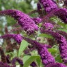 Budleja dāvida,, African Queen,,/Buddleja davidii/- C2 kont.