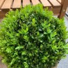 Buksis, mūžzaļais /buxus sempervirens/ C2 kont.