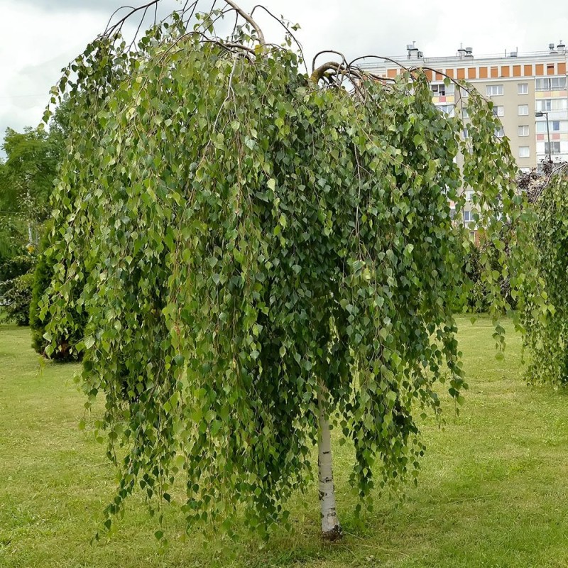 Bērzs, nokarenais "Youngii" /betula pendula/ - 180-200cm.