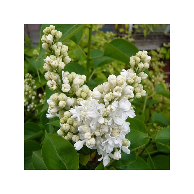 Ceriņš 'Madame Lemoine' /Syringa vulgaris/- P9 kont.