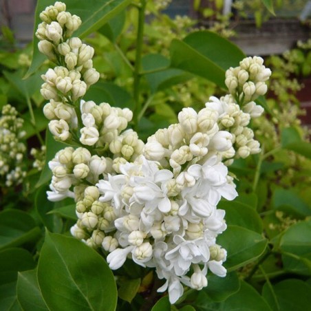 Ceriņš 'Madame Lemoine' /Syringa vulgaris/- P9 kont.