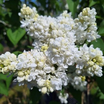 Ceriņš 'Madame Lemoine' /Syringa vulgaris/- P9 kont.