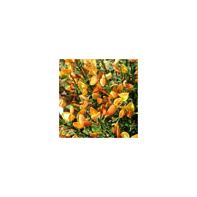 Citīzs ,,Apricot Gem,, /Cytisus/- P9 kont.