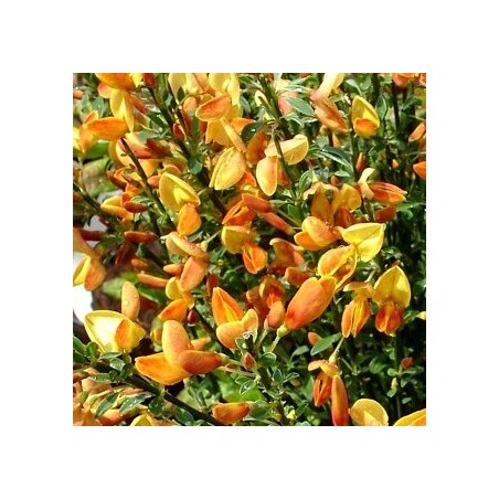 Citīzs ,,Apricot Gem,, /Cytisus/- P9 kont.