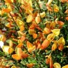 Citīzs ,,Apricot Gem,, /Cytisus/- P9 kont.