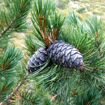 Ciedrupriede, Eiropas /pinus cembra/ - C2 kont.