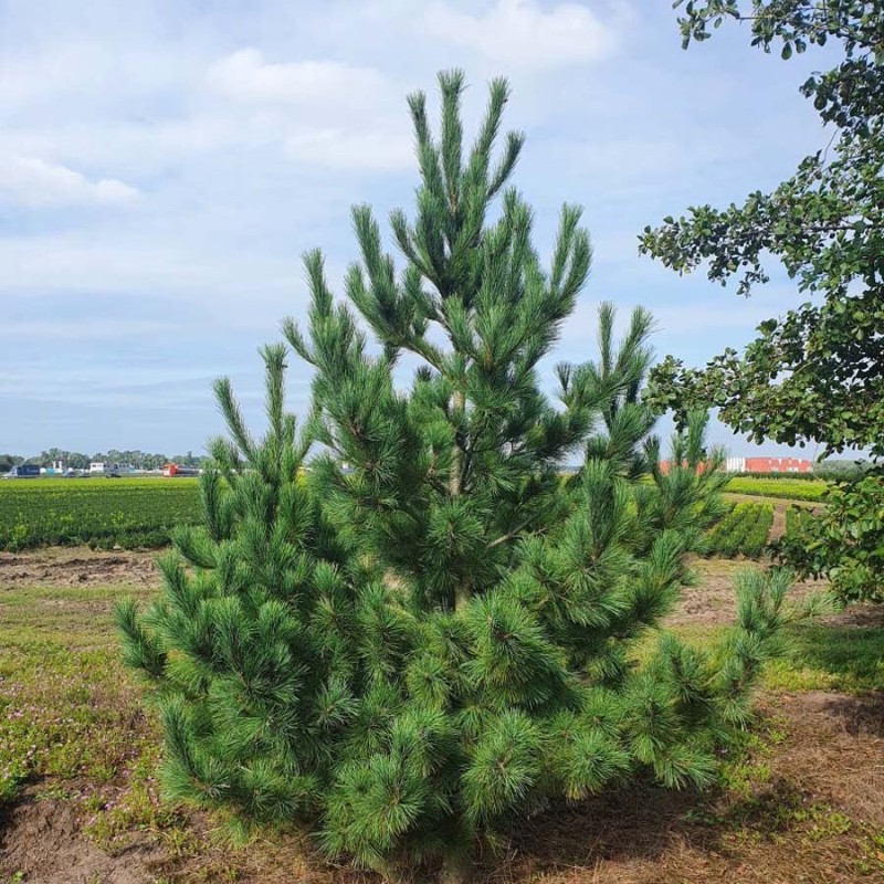 Ciedrupriede, Eiropas /pinus cembra/ - C2 kont.