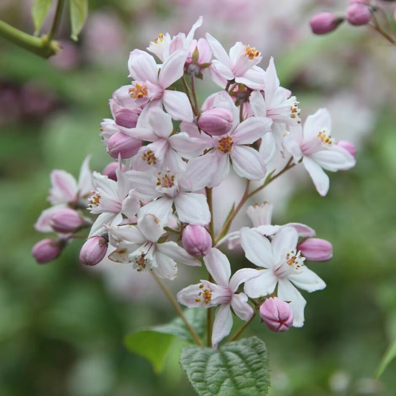 Deicija, hibrīdā 'Mont Rose' /Deutzia x hybrida/ - P9 kont.