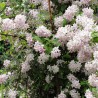 Deicija, hibrīdā 'Mont Rose' /Deutzia x hybrida/ - P9 kont.